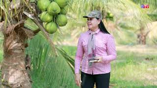 AGRICULTURE/កសិកម្ម៖ ចម្ការដូងក្រអូបស្ទឹងភេ( Steung Phe Coconut Farm)