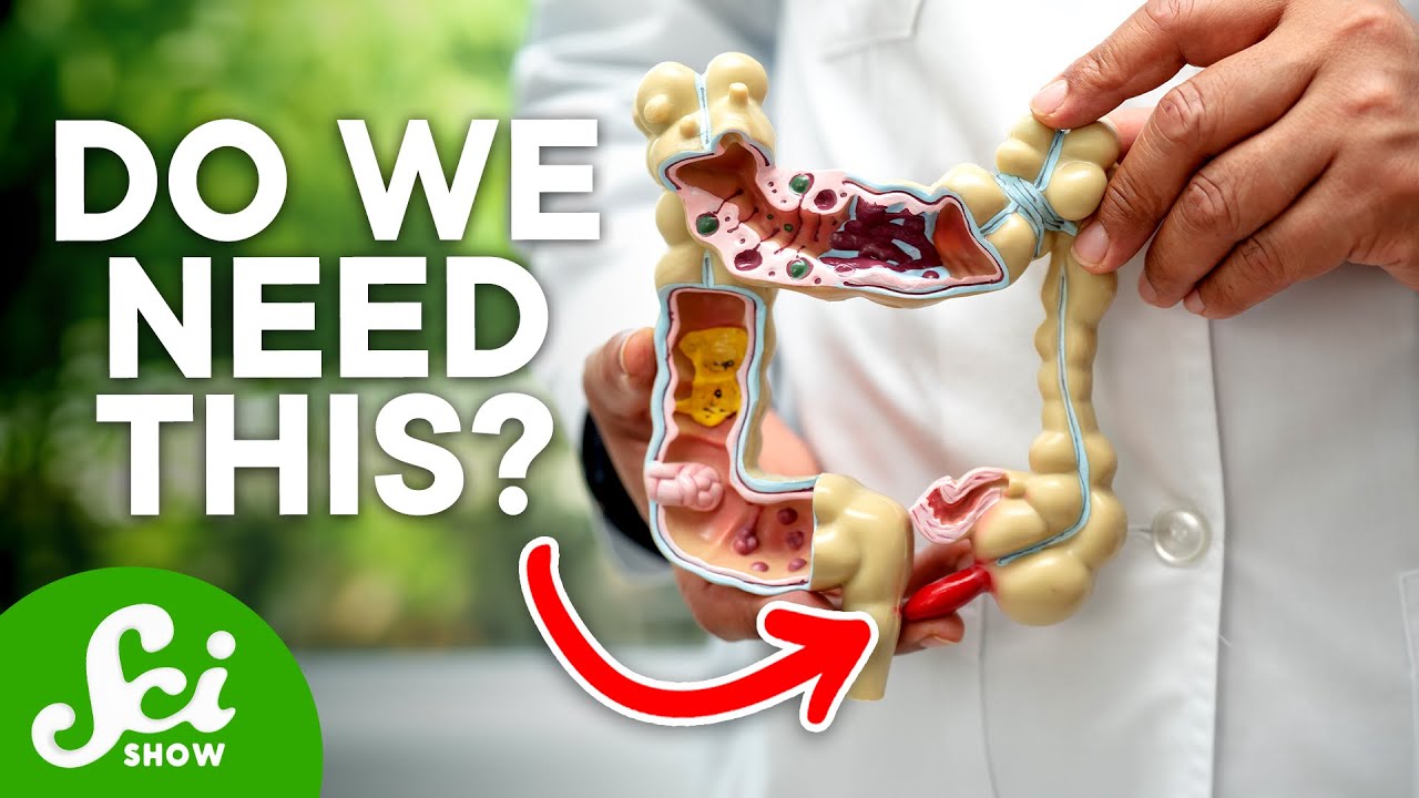 Why Appendix Burst? | APPENDIX | Dr Binocs Show | Peekaboo Kidz