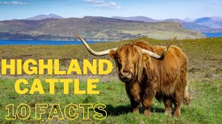 Highland Cattle 🐄 Animal Facts! Highland 🐄 cattle in Scotland! Animals Mom!