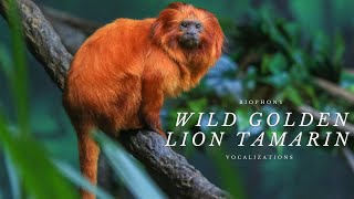 Wild Golden Lion Tamarin Sounds