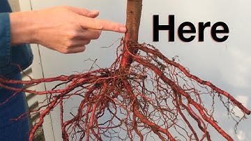 Bare Root Fruit Trees in Australia