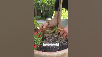 Three reasons why I’m pruning my fruit trees with @fiskars 🍐