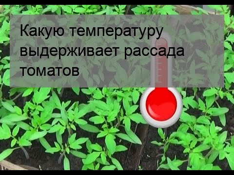 Видео: Томатные растения и температура – самая низкая температура для выращивания томатов