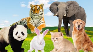 Baby Animals - Panda, Cat, Dog, Rabbit, Chicken - Animal Sounds by Animal Paradise 222,748 views 1 year ago 9 minutes, 24 seconds