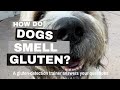 How do dogs smell gluten? A gluten-detection service dog trainer answers your questions on training