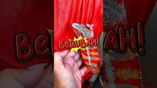 It turns out this is the trick⁉️ #reptile #reptile #chameleon #chameleon #reptiles