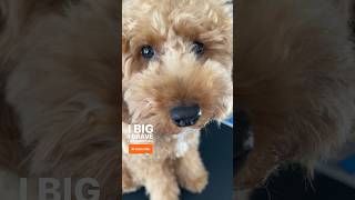 Daily Miniature Poodle Grooming [PLUS, Pawsitive Affirmations] #poodle #animals #dogs #shortsvideo