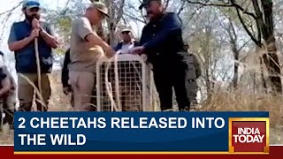 2 Cheetahs Released  Into The Wild, Obaan & Asha Find New Home