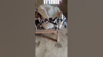 today short video,25/9/2025