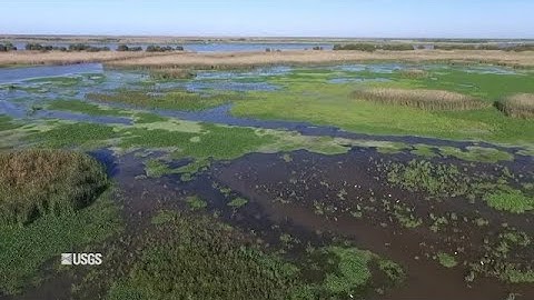 Wonderful Watery Wetlands (Part 2)