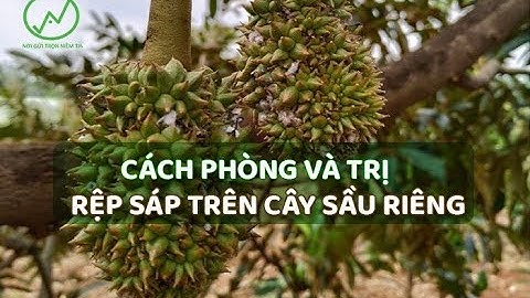 Cách phòng và trị rệp sáp trên cây sầu riêng | Cách diệt rệp sáp
