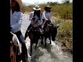 Caballos en Santa Fe de Antioquia. Todos los días