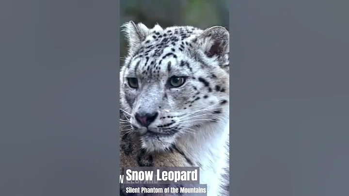 Watch the video about Silent Phantom of the Mountains