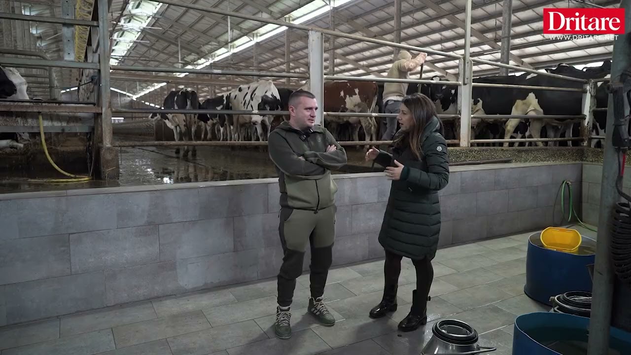 Brenda fermës me 1500 lopë në Divjakë!