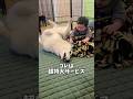 ハスキー流赤ちゃんのあやし方がハスキーだった件#ハスキン#シベリアンハスキー#ハスキー#犬と赤ちゃん#shorts