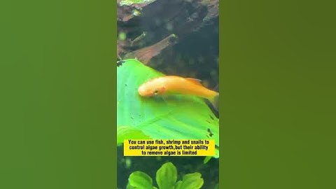 Algae Scraper!  #fish#shorts #fishkeeping #aquarium #singapore #aquariumfish