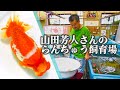 らんちゅう】山田芳人さんのらんちゅう | 2022年8月中旬 - YouTube