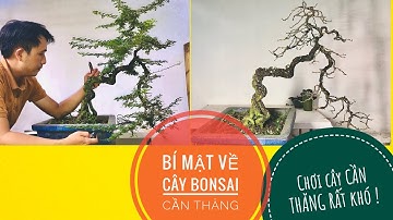Bí Mật của cây CẦN THĂNG Bạn đã nghe ? Ba Ford | Bonsai