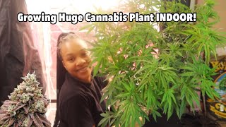 How I Grow Bushy Cannabis Plants  🌱 Indoor Cannabis Grow | Lava Cake Clone Update