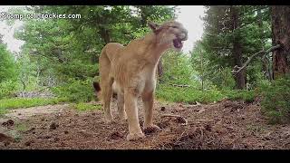 Mountain Lions and Bobcats Galore Visiting a Scrape