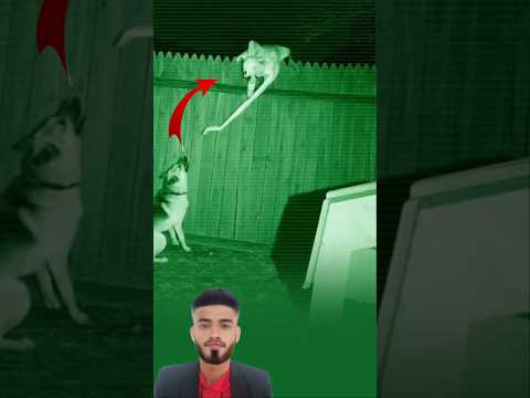 الكلب يتراجع والكائن يقترب وكأن الغموض نفسه هجم في تلك اللحظة اكسبلور لايك دويتو Animals