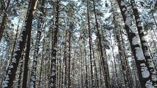 Website Background Video 4K Winter In Lithuania With Drone Footage. A Lot Of Snow. Divi Background