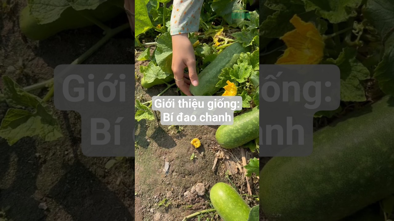 Giới thiệu giống: Bí đao bò đất bà con đã trồng kiểu này chưa #hatgiongrangdong #rangdongseeds