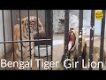 Baroda Zoo Tour - Sayaji Baug - Vadodara - Asiatic Lion and Tiger - Kamati Baug Baroda