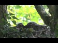 Buzzards Nesting in Cornwall