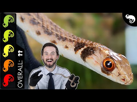 Egyptian False Cobra, The Best Pet Snake?