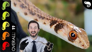 Egyptian False Cobra, The Best Pet Snake?