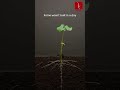 Growth Takes Time | From Small Seeds to Big Success
