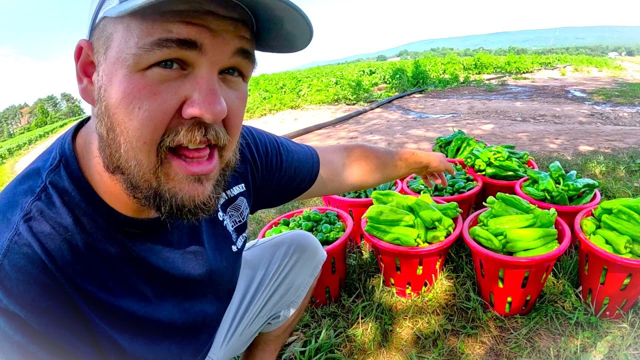 The REAL day in the life of a vegetable farmer