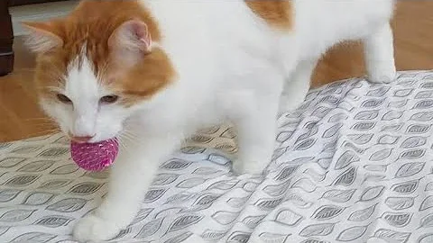 Watch the video about Norwegian Forest Cat Fetches Ball Like A Dog (Again!) - People Still Did Not Believe Us! 🦁