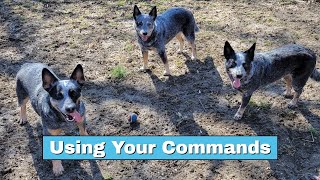 Say Your Right Words! ~ Tips On Using Your Commands In Training ~ by The Heeler Mama 649 views 2 months ago 12 minutes, 20 seconds