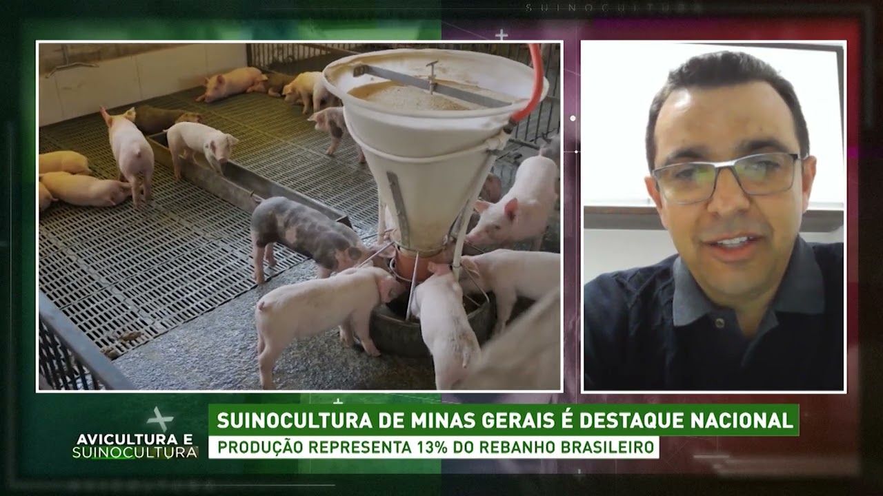 Avicultura e Suinocultura com Fernando Araújo | AgroMais