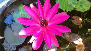 Night blooming waterlily