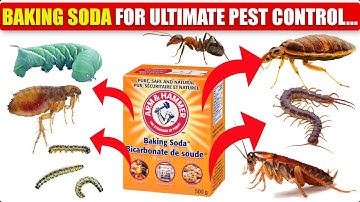 Baking Soda Ultimate Pest Control, Rats Fleas Mice Cockroaches  Bedbugs Centipedes Ants |How to cook