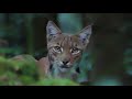 Le Lynx, Pays-d'Enhaut, Suisse, Juillet 2018 // Swiss wild lynx amazing moment !!!