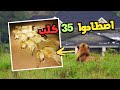 خمس اسود هربوا من الحديقه ودخلوا المدينه واصطادوا 35 كلب روت وايلر وسببوا الرعب للسكان خمس اسود هربوا من الحديقه ودخلوا المدينه واصطادوا 35 كلب روت وايلر وسببوا الرعب للسكان