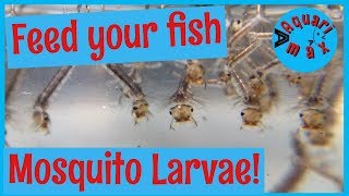 Can I Feed Mosquitoes To My Betta Fish Betta Fish World