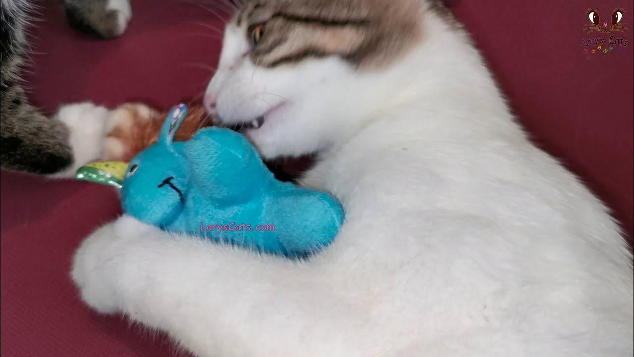 Why do cats go crazy with Catnip? YouTube