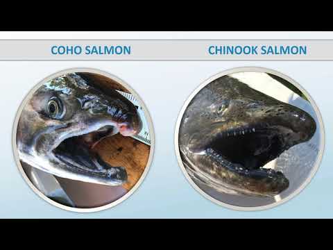 Video: How To Peel Caviar From Film From Pink Salmon, Trout Or Other Fish, How To Shoot In Various Ways - Instructions With Photos And Videos