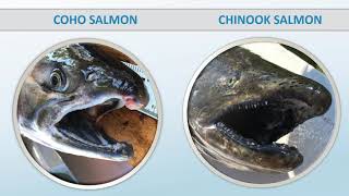 How to Identify Salmon and Trout of the Great Lakes