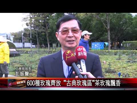 20170315 台北玫瑰園浪漫開幕 數千株玫瑰爭艷