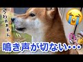 【柴犬】お父さんがコンビニ行っただけなのに二度と会えないかのように泣き叫ぶ犬が切ない