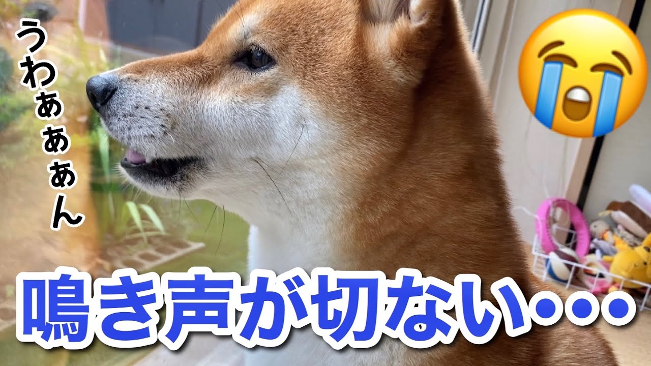 ゆき ちゃん 柴犬