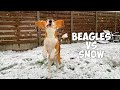 Beagles vs Snow! First Belgium Snow in February lol.