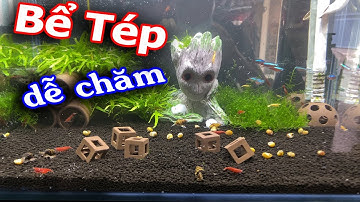 Setup bể Tép đơn giản dễ chăm với chi phí cực thấp !