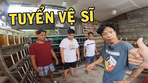 Ông chủ trại cá Betta tuyển VỆ SĨ bảo vệ và cái kết quá xứng đáng
